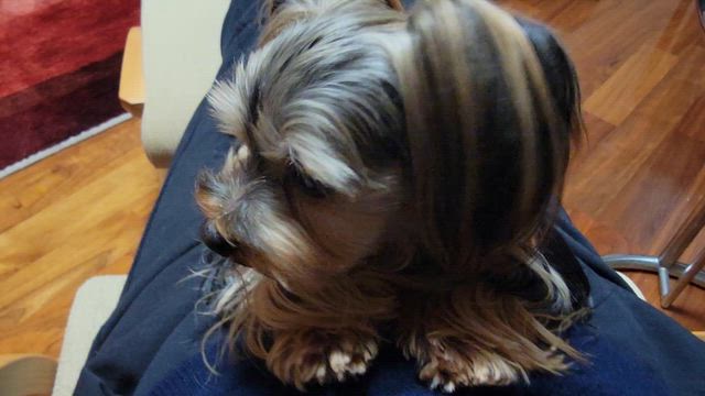 調子いいライルの記事動画