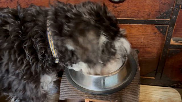 クッパちゃん成長記…甘やかし過ぎかな？の記事動画