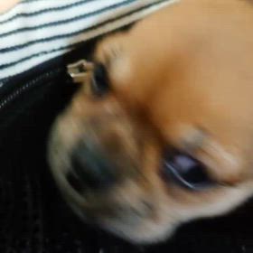 ガブちゃんの画像