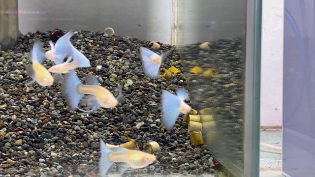 突然ですが。。の記事動画