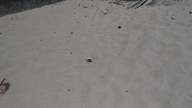 奄美大島の旅③の記事動画