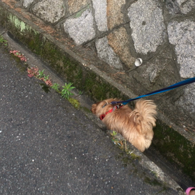 溝パトの画像