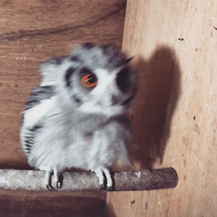 皆大きくなりましたねーの記事動画