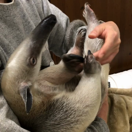 ankoの記事動画
