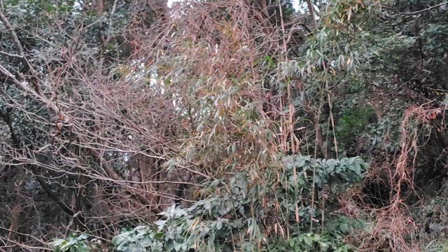 異常気象？の記事動画
