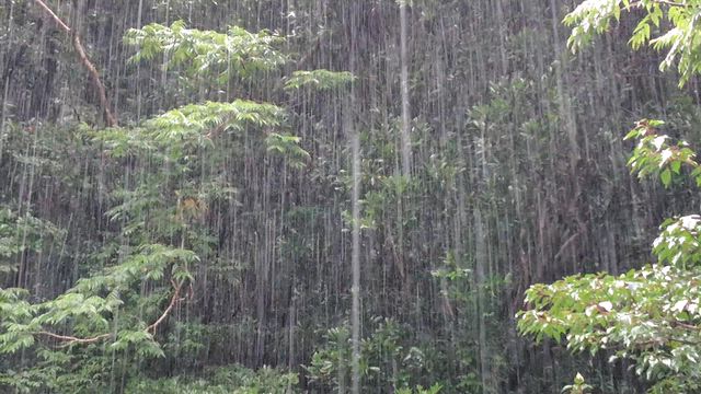 今日も豪雨でした ＆ 食事記録 2026/09/29の記事動画