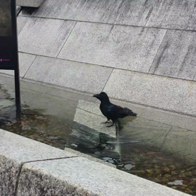カラスの行水の画像