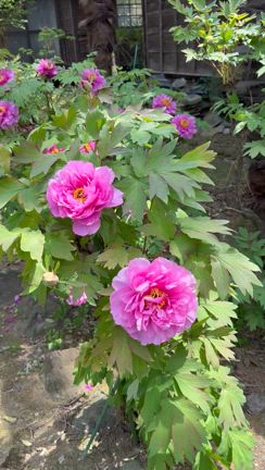 【群馬県太田市新田】色とりどりの牡丹が咲く⭐︎ぼたん寺（大慶寺）さん⭐︎への記事動画
