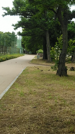 髭爺の久宝寺緑地公園売店日記。王将の中華丼の記事動画