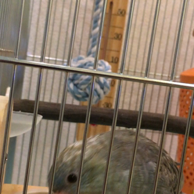 ぴよひこ動画の画像
