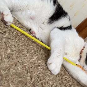 猫バカ30の画像