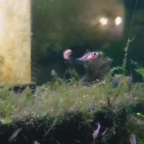Apistogramma elizabethae_20220504の画像