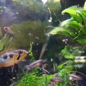Apistogramma elizabethae_20220516の画像