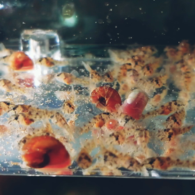 コリドラ  スヒカリ繁殖_20211125の画像
