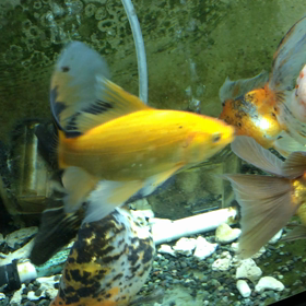 金魚の画像