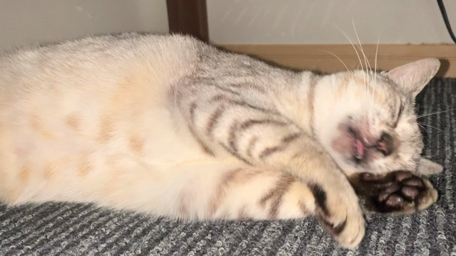 【雑談】私にエッチなパンツを勧めてくる(￣▽￣;)の記事動画