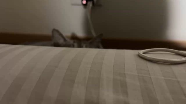 サビとチョコタンとわたしの記事動画