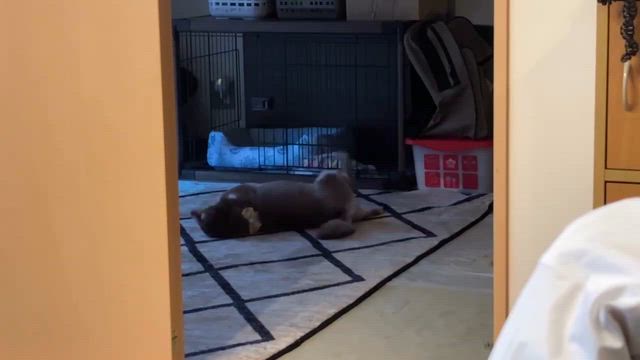 サビとチョコタンとわたしの記事動画
