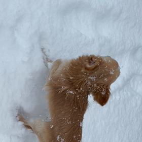 ひめは今年初の雪くぅちゃんは初めての雪の画像