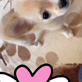 お手とおかわりの練習中のくうちゃんの画像