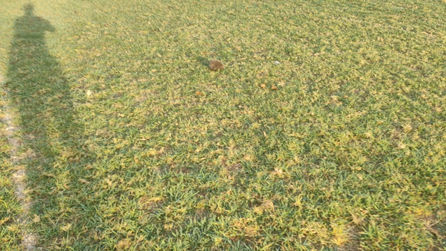 校庭にいた可愛い生き物紹介します。の記事動画