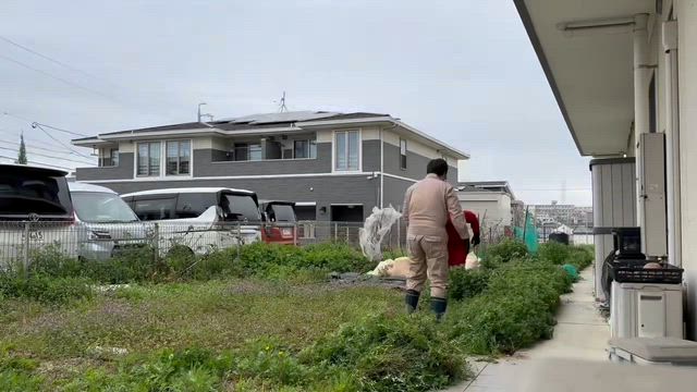 ベニッシモ畑今年もスタートの記事動画