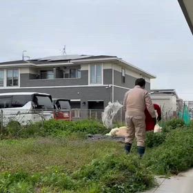 ベニッシモ畑今年もスタートの画像