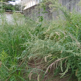 草刈りの画像
