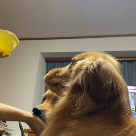 美味しい梨と時々りんごの画像