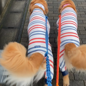 尻尾フリフリ　ルンルンお散歩の画像