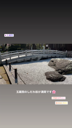 玉蔵院のしだれ桜 2020 ③の記事動画