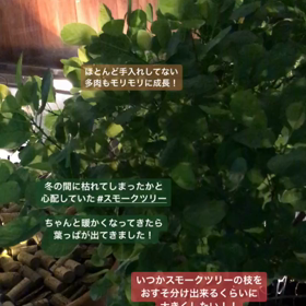 スモークツリー。の画像