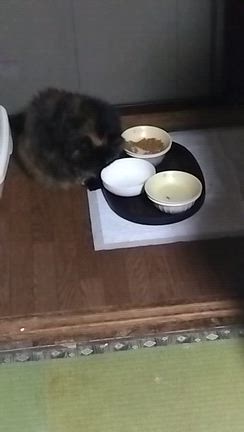 猫との生活その5の記事動画