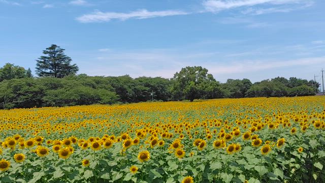 ひまわりの記事動画