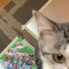 超甘えん坊に変身したさくらちゃん、里親様募集しますの画像