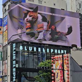 新宿駅東口の猫の画像