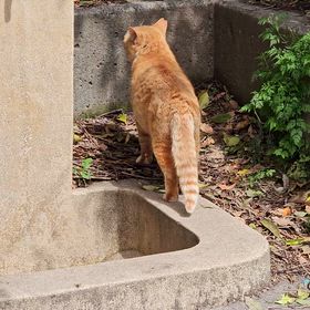 今日のゴンちゃんの画像