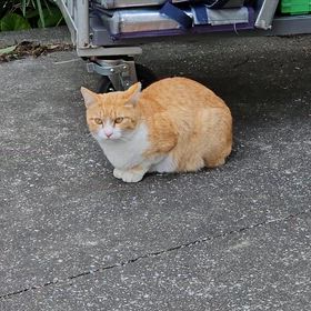 今日のにゃんこの画像