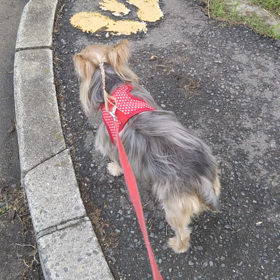 お散歩の画像