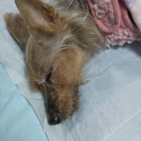 チョコちゃんの画像