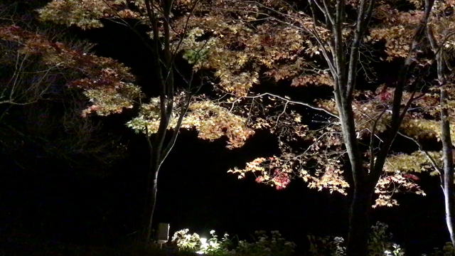 こんばんは　　蓼科湖の紅葉のライトアップ見に行って来たよの記事動画