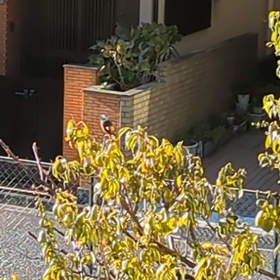 ジョウビタキの画像