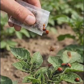 テントウムシは1日に50匹以上のアブラムシを食べ、自然のバランスを回復の画像