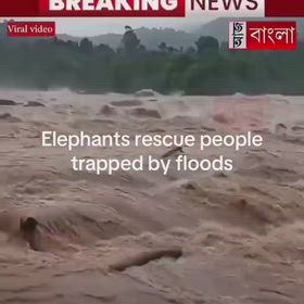 ネパールでは、象が壊滅的な洪水から人々を救う姿が目撃されましたの画像