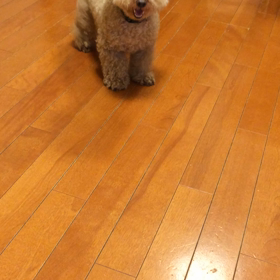 クッキーの闘病記②『発病まで』(犬の椎間板ヘルニア)の画像