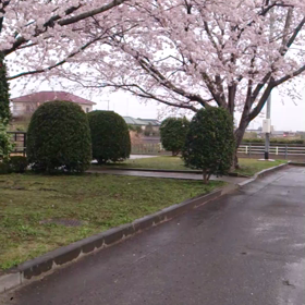 雨の中。の画像