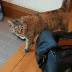 散歩につれてけーの画像