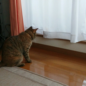 トムとジェリー状態の画像