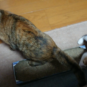 カメラが気になるお豆。お豆が気になる小豆。の画像