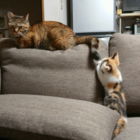 しっぽであしらう。の画像